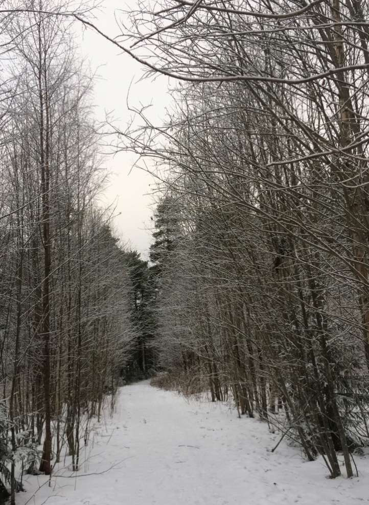 Forest in Timrå, Sweden © Kawther Abu Hani