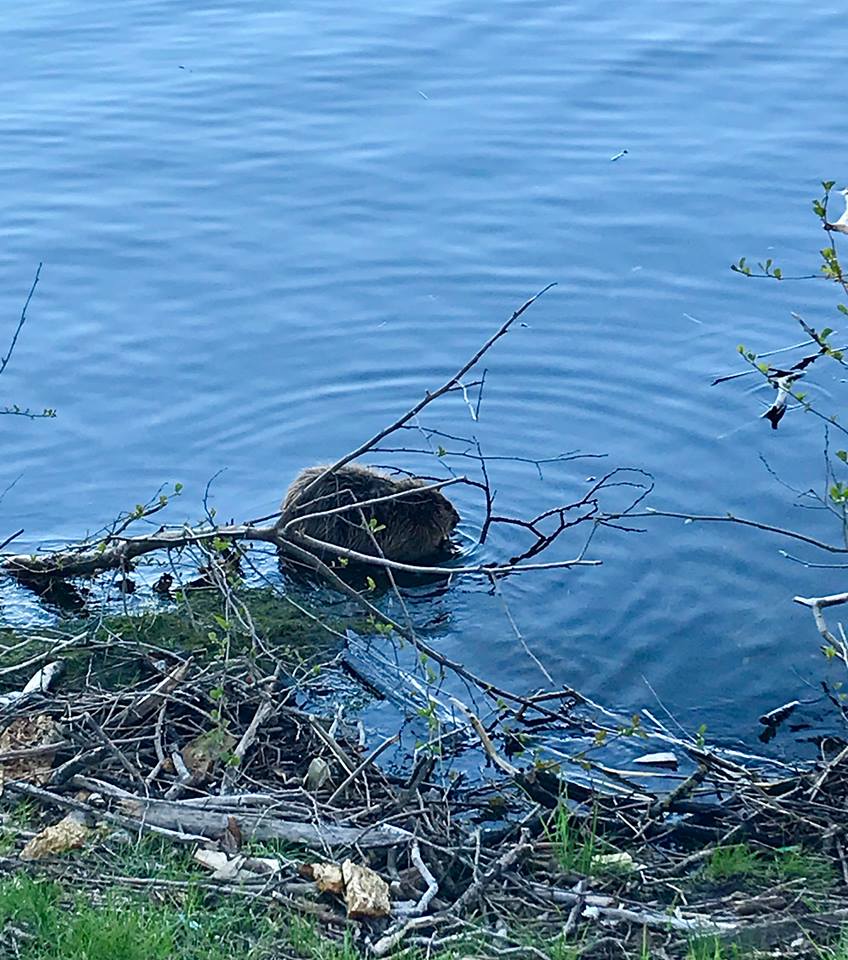 31939841_10213879492436466_3154938033380261888_n